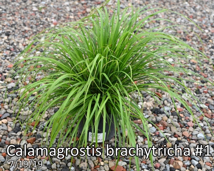 Calamagrostis-brachytricha