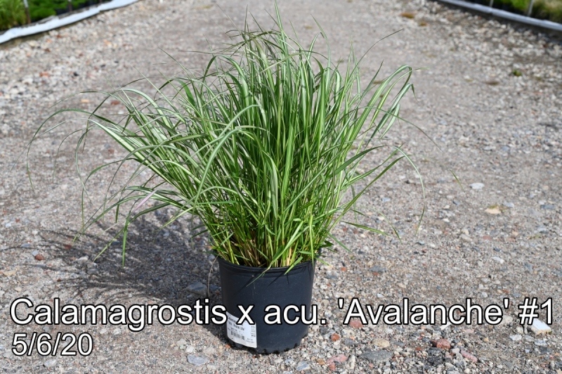 Calamagrostis x acu. Avalanche #1