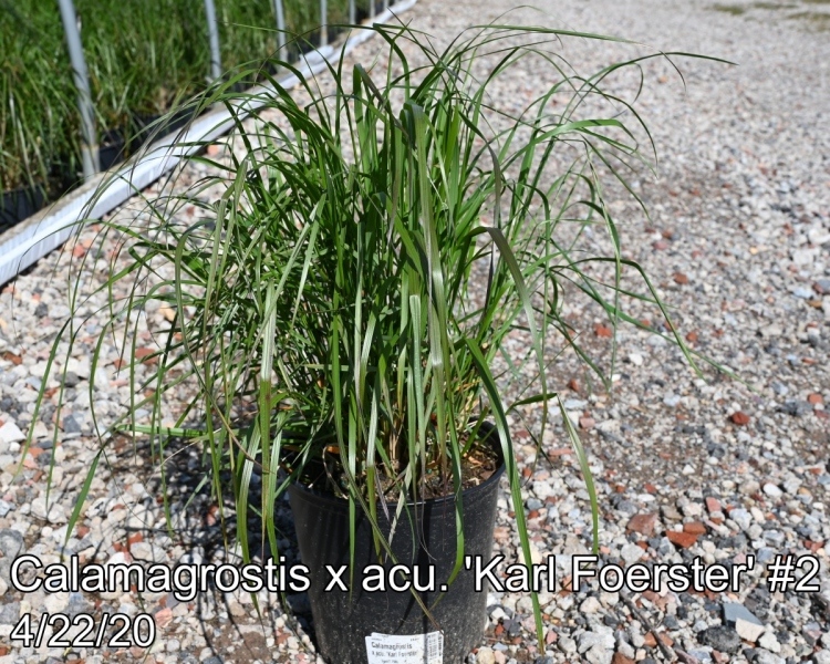 Calamagrostis x acu. Karl Foerster