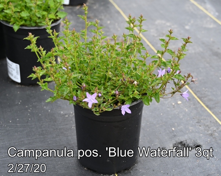 Campanula pos. Blue Waterfall 3qt