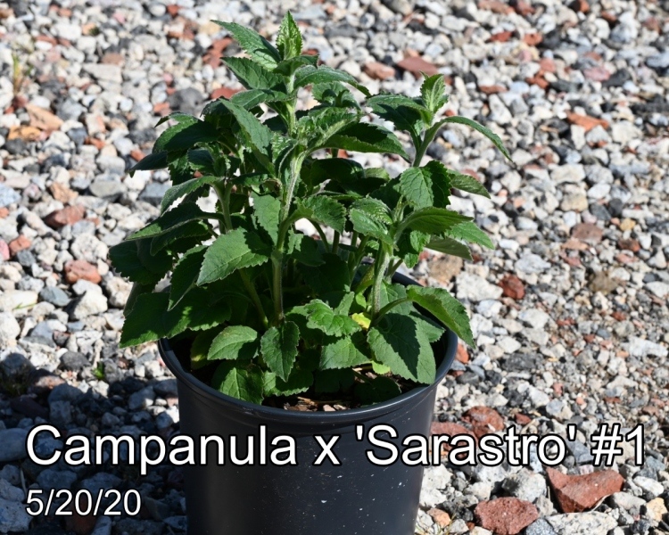 Campanula x Sarastro #1