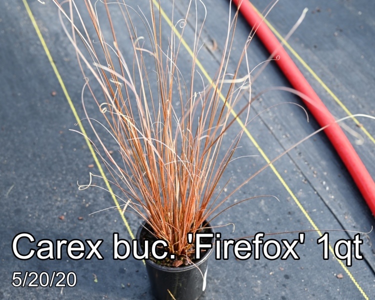 Carex buc. Firefox 1qt
