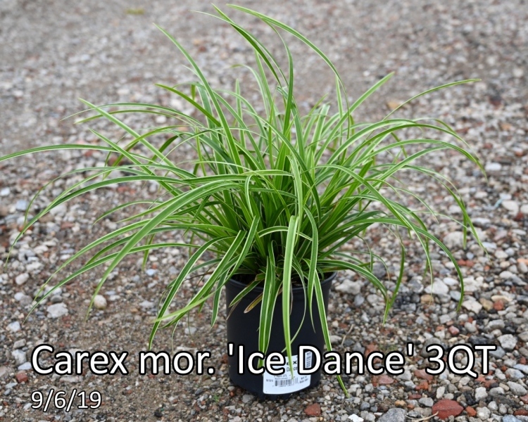 Carex-mor.-Ice-Dance