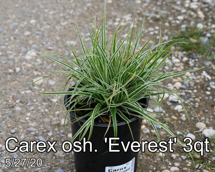 Carex osh. Everest 3qt