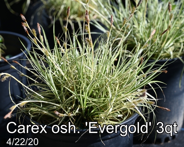 Carex osh. Evergold 3qt