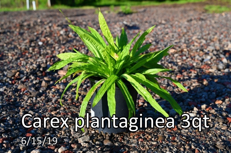 Carex-plantaginea