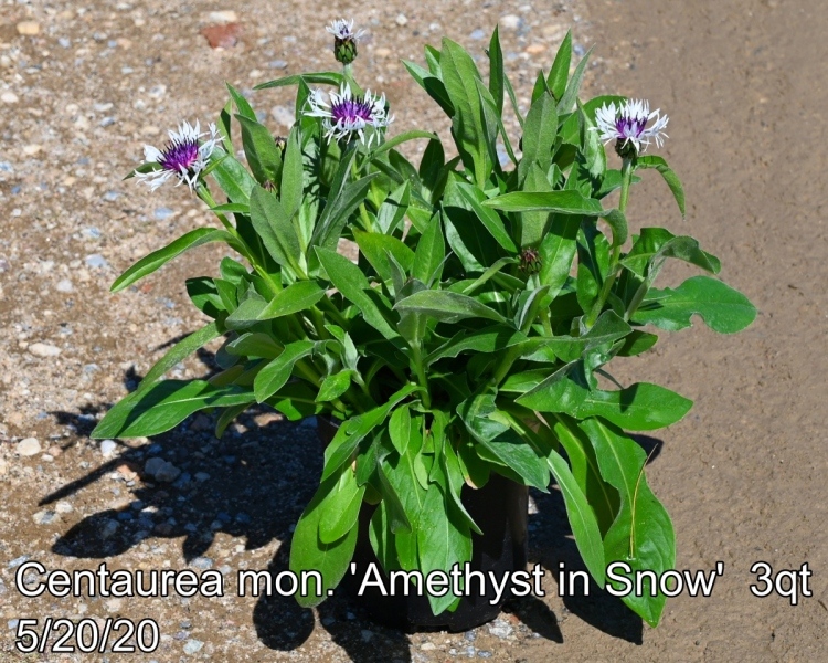 Centaurea mon. Amethyst in Snow 3qt