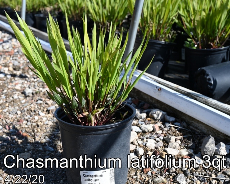 Chasmanthium latifolium 3qt