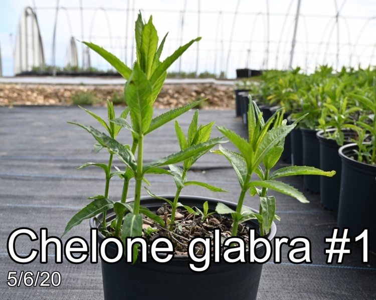 Chelone glabra #1