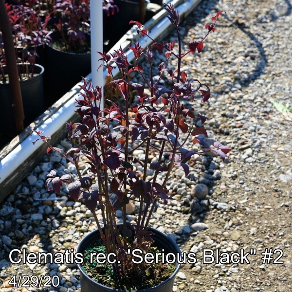 Clematis rec. Serious Black #2