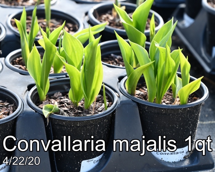 Convallaria-majalis-1qt