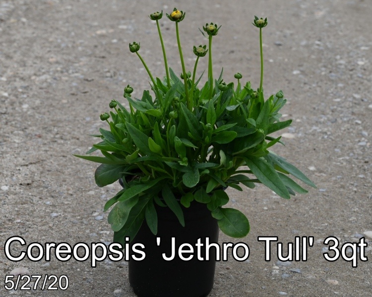 Coreopsis Jethro Tull 3qt