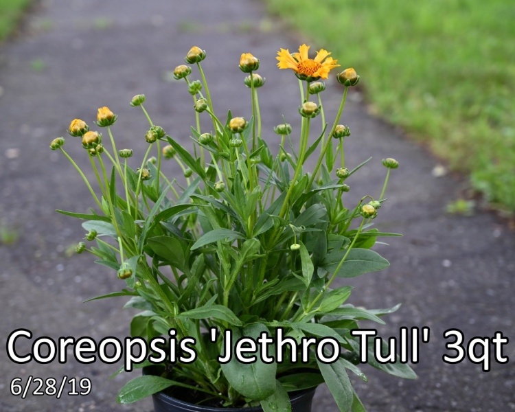 Coreopsis-Jethro-Tull