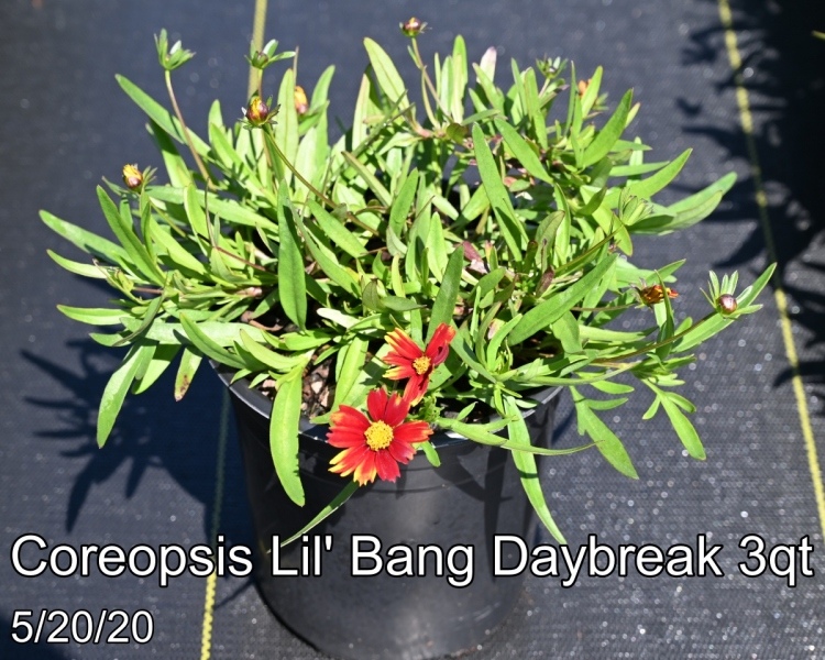 Coreopsis Lil' Bang™ 'Daybreak' PP27138 3qt