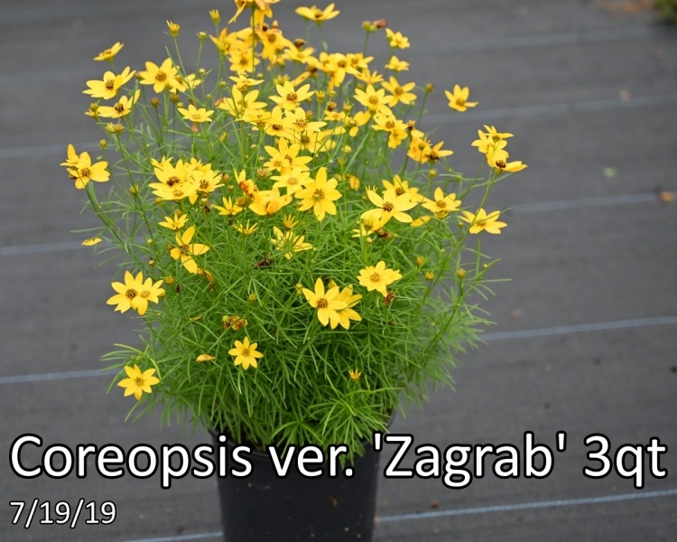 Coreopsis-ver.-Zagrab