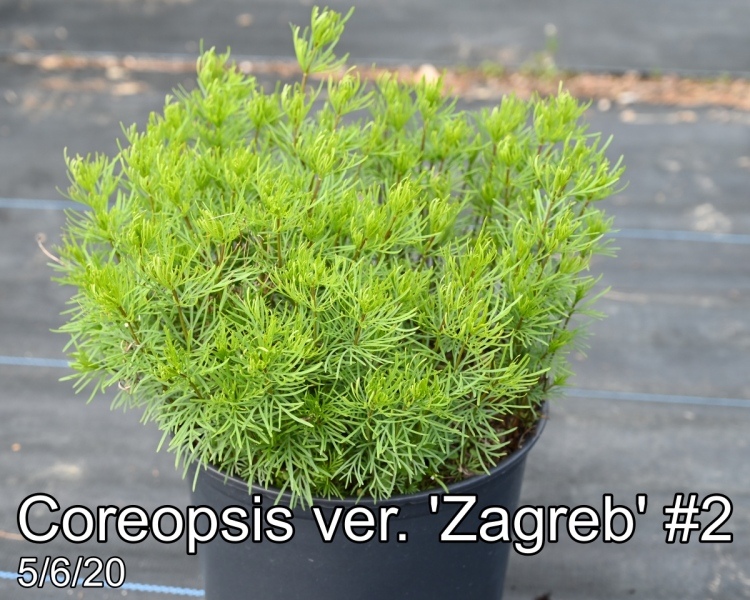 Coreopsis ver. Zagreb #2