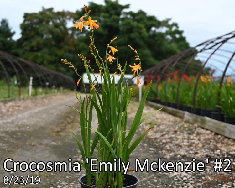 Crocosmia-Emily-Mckenzie