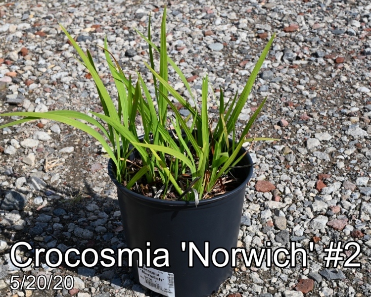 Crocosmia Norwich #2