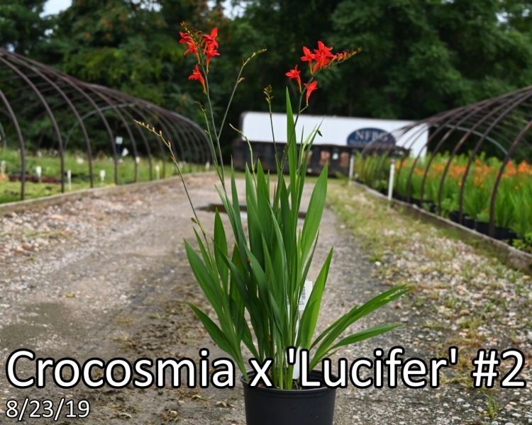 Crocosmia-x-Lucifer