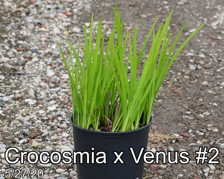 Crocosmia x Venus #2