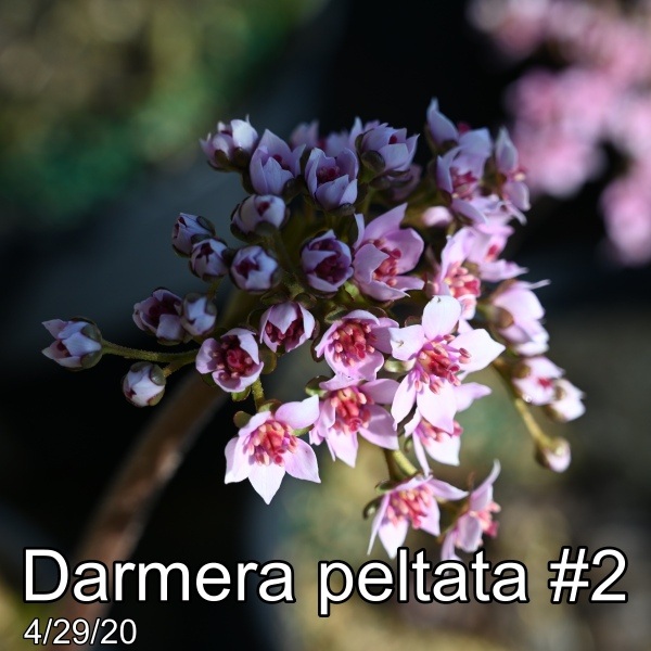 Darmera peltata #2