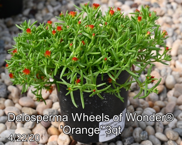 Delosperma-Wheels-of-Wonder®-Orange-3qt