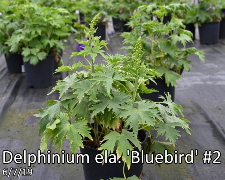 Delphinium-ela.-Bluebird