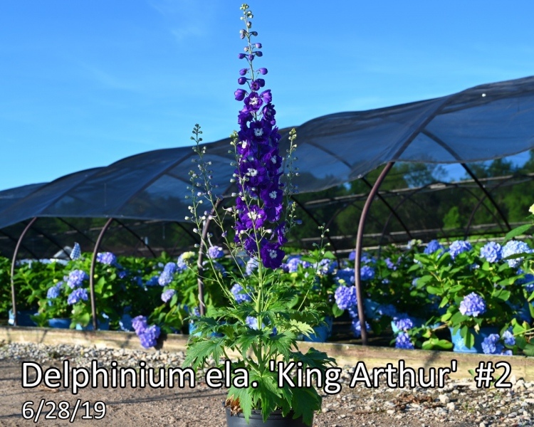 Delphinium-ela.-King-Arthur