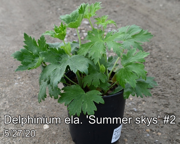 Delphinium ela. Summer Skys #2