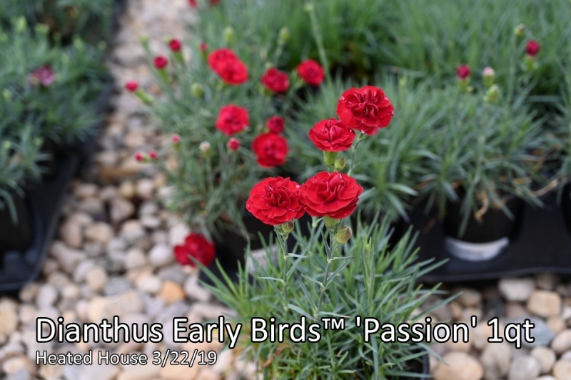 Dianthus-Early-Birds™-Passion
