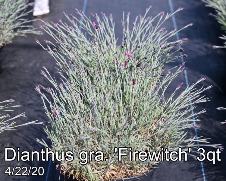 Dianthus-gra.-Firewitch-3qt