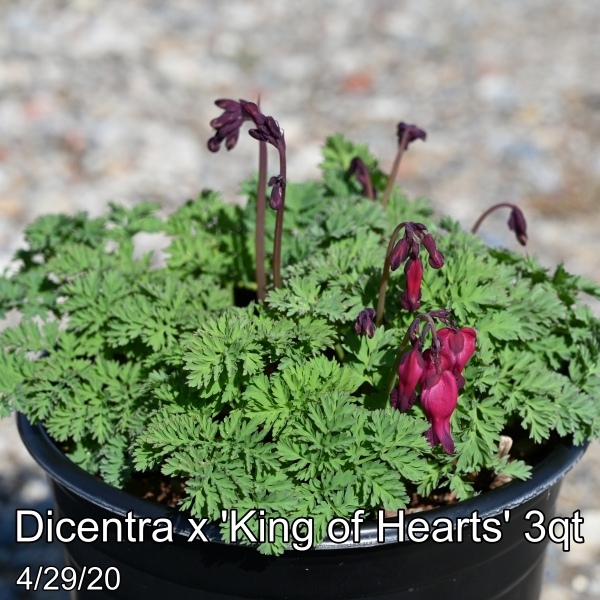 Dicentra x King of Hearts 3qt