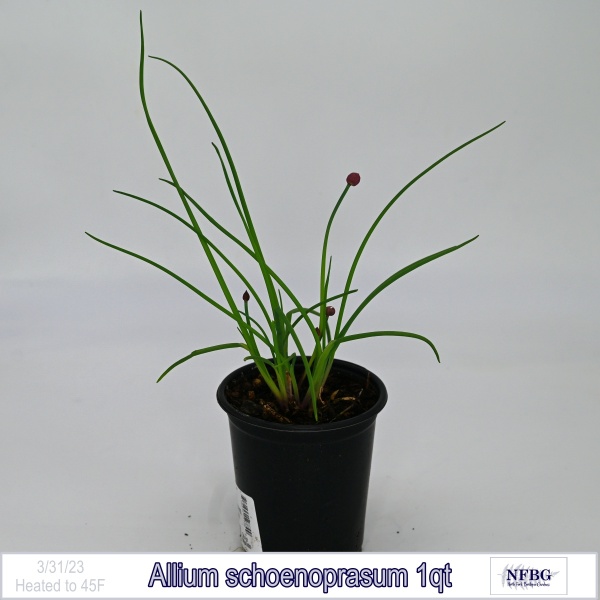 Allium schoenoprasum 1qt