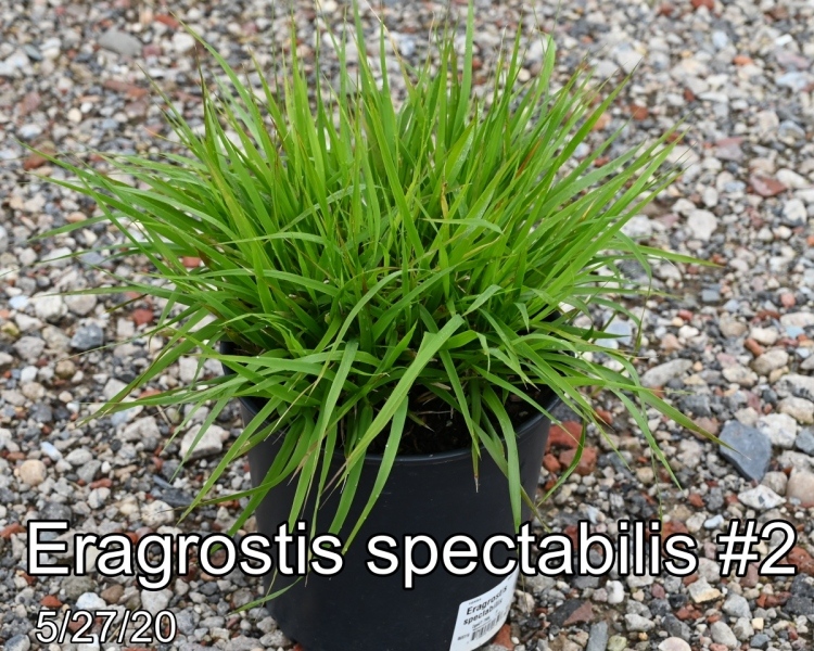 Eragrostis spectabilis #2