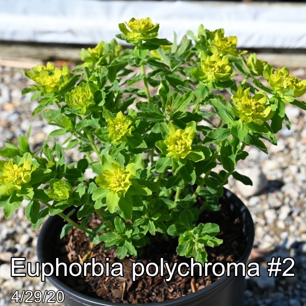 Euphorbia polychroma #2