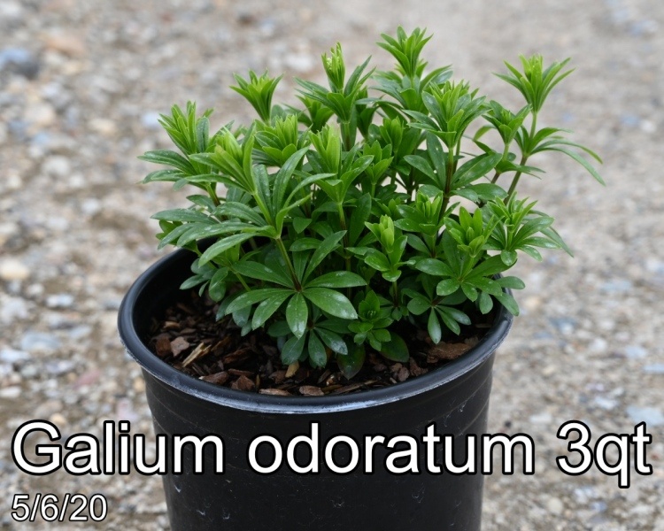 Galium odoratum 3qt