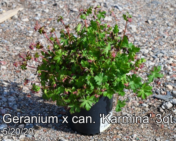 Geranium x can. Karmina 3qt
