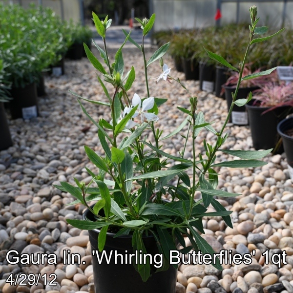 Gaura lin. Whirling Butterflies 3qt