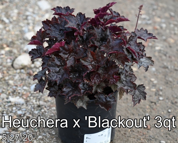 Heuchera x Blackout 3qt