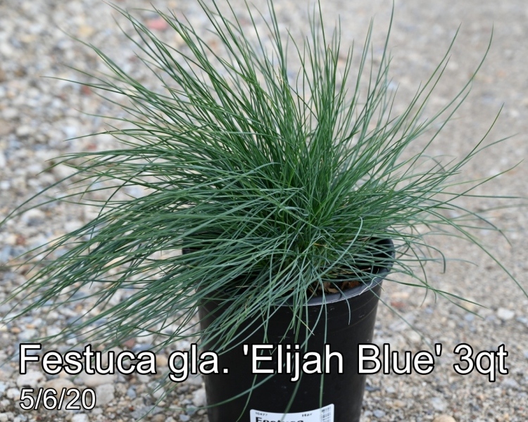 Festuca gla. Elijah Blue 3qt
