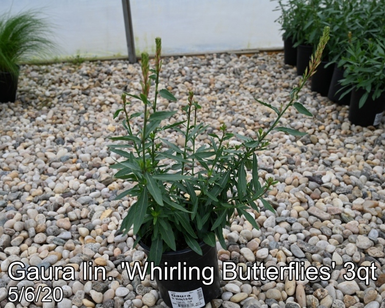 Gaura in. Whirling Butterflies 3qt
