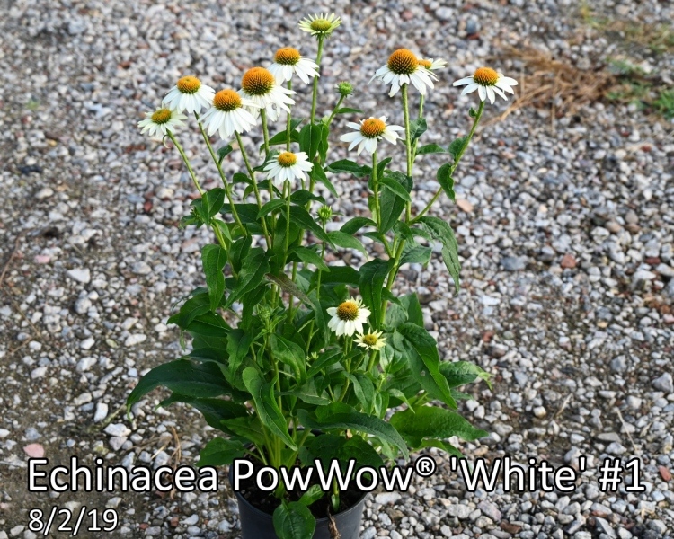 Echinacea-PowWow®-White