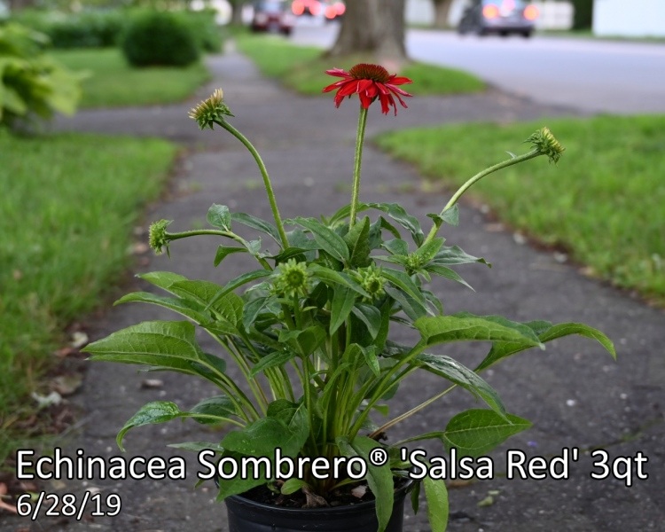 Echinacea-Sombrero®-Salsa-Red