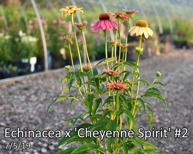 Echinacea-x-Cheyenne-Spirit