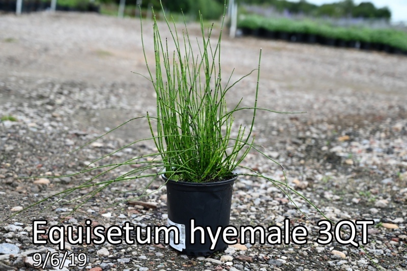 Equisetum-hyemale