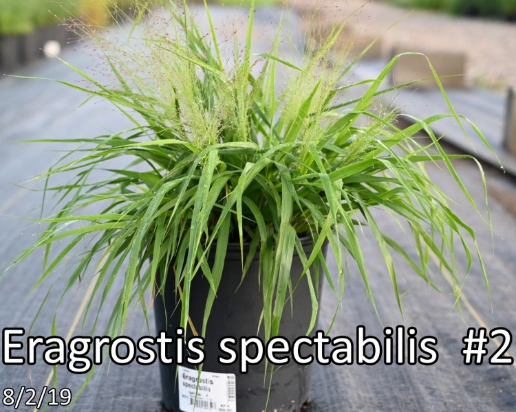 Eragrostis-spectabilis