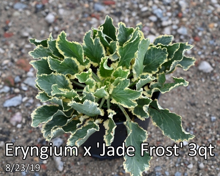 Eryngium-x-Jade-Frost