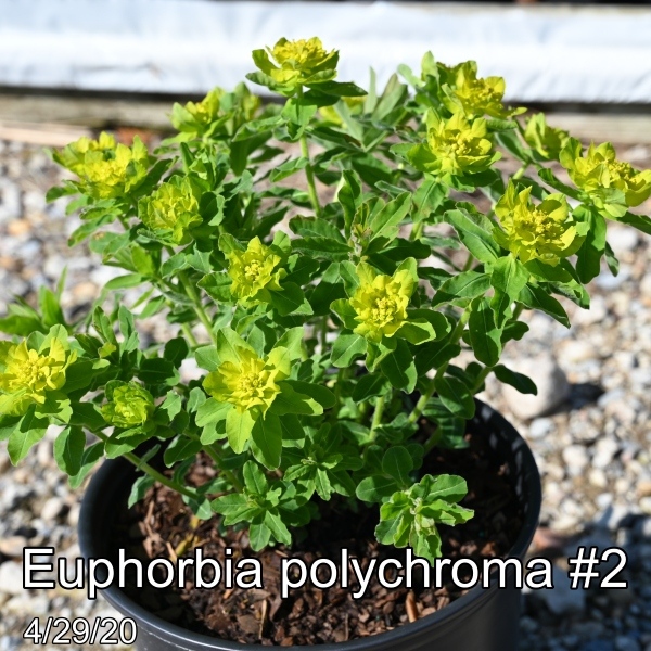 Euphorbia polychroma #2