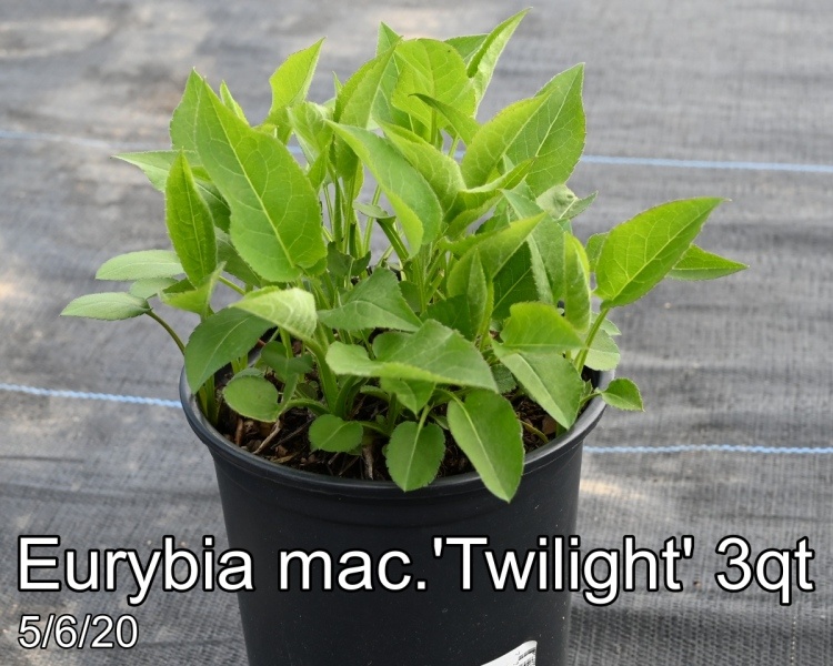 Eurybia mac. Twilight 3qt