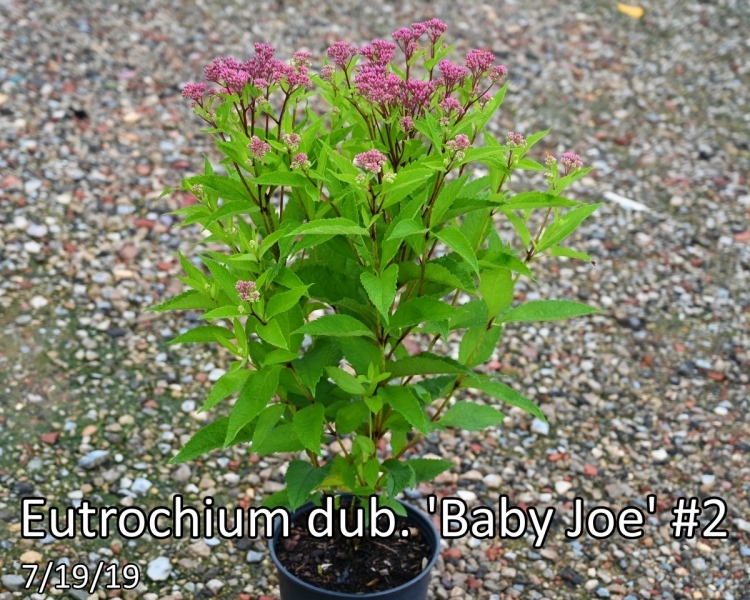 Eutrochium-dub.-Baby-Joe